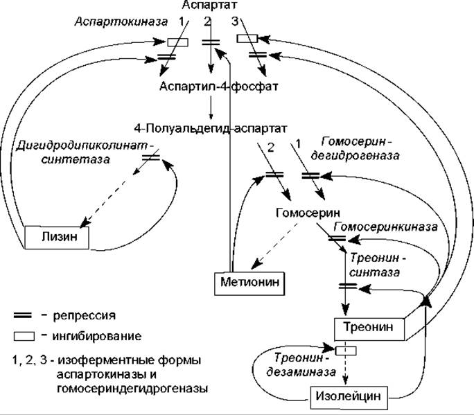 Метаболизм биохимия схема