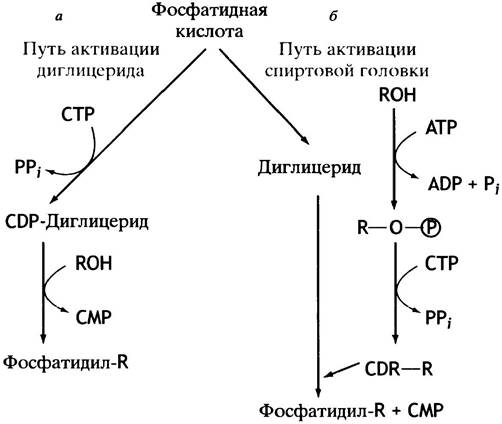 Синтез жиров в организме. Путь активации фосфатидной кислоты. Триглицериды схема катаболизма. Процесс катаболизма липидов. Катаболизм фосфатидилсерина.