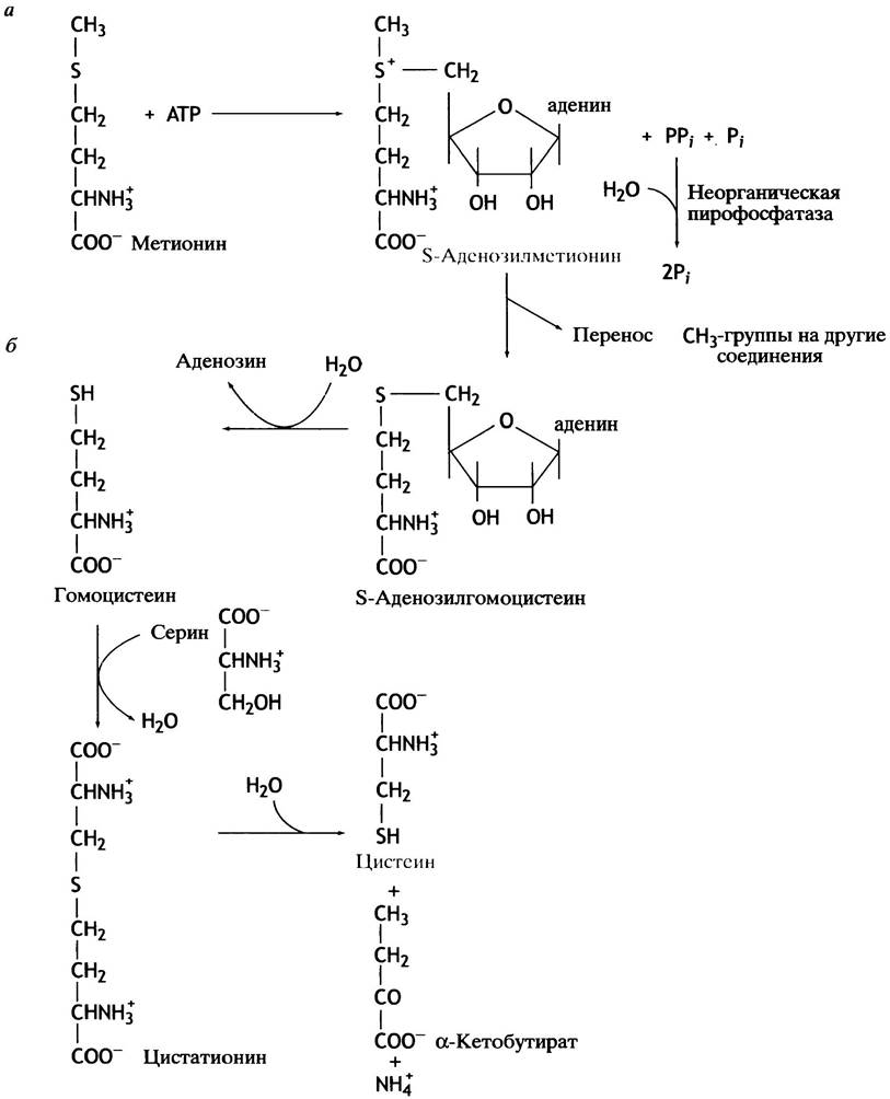 Структура активного метионина