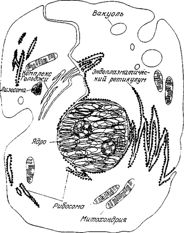 Схема строения эукариотической клетки