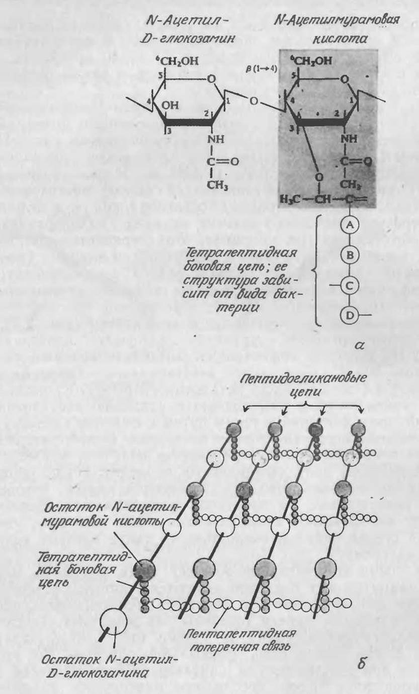 Биохимическое соединение. Липополисахарид клеточной стенки. Строение пептидогликана бактерий. Структура пептидогликана. Химическое строение пептидогликана.