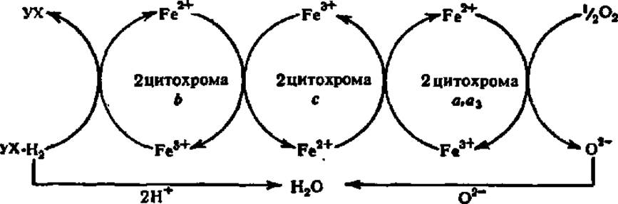 Цитохромоксидаза схема строения