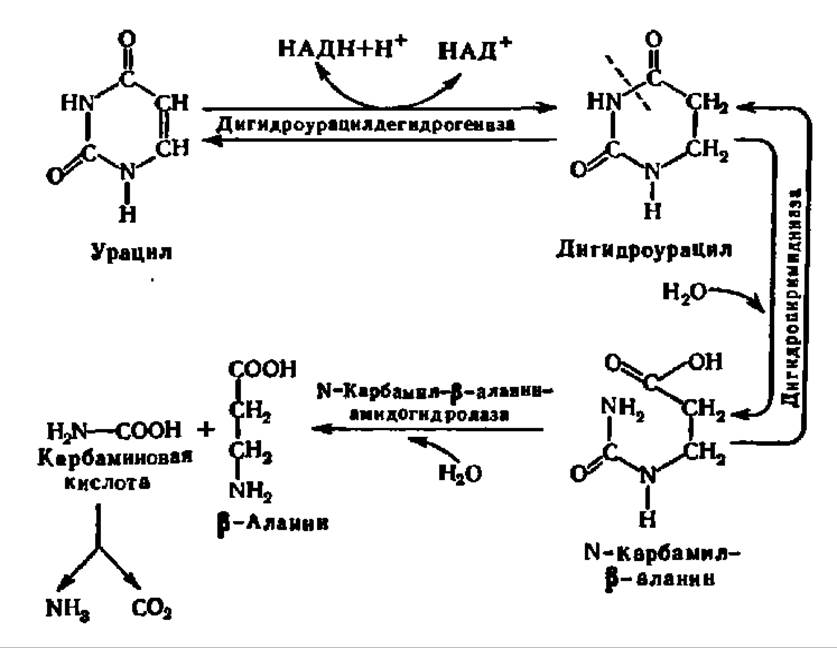 Нуклеиновые кислоты фосфор