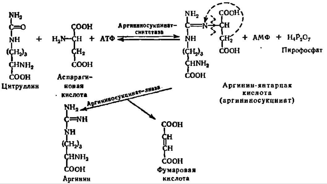 Аминокислоты биохимия. Распад белков на аминокислоты. Обмен аминокислот биохимия. Превращение аргинина в цитруллин.
