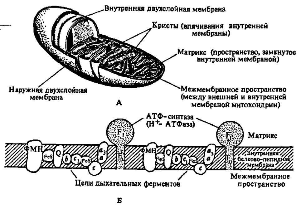 Каким номером на рисунке обозначен органоид который участвует в окислительном фосфорилировании