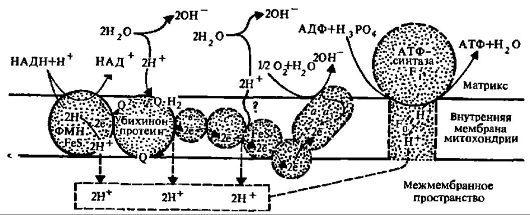 Схема микросомального окисления. Фосфорилирование АДФ. Микросомальная цепь переноса электронов. Биологическое окисление АТФ.