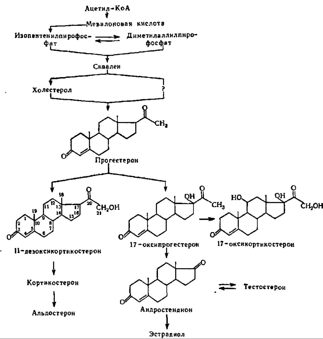 Схема стероидных гормонов