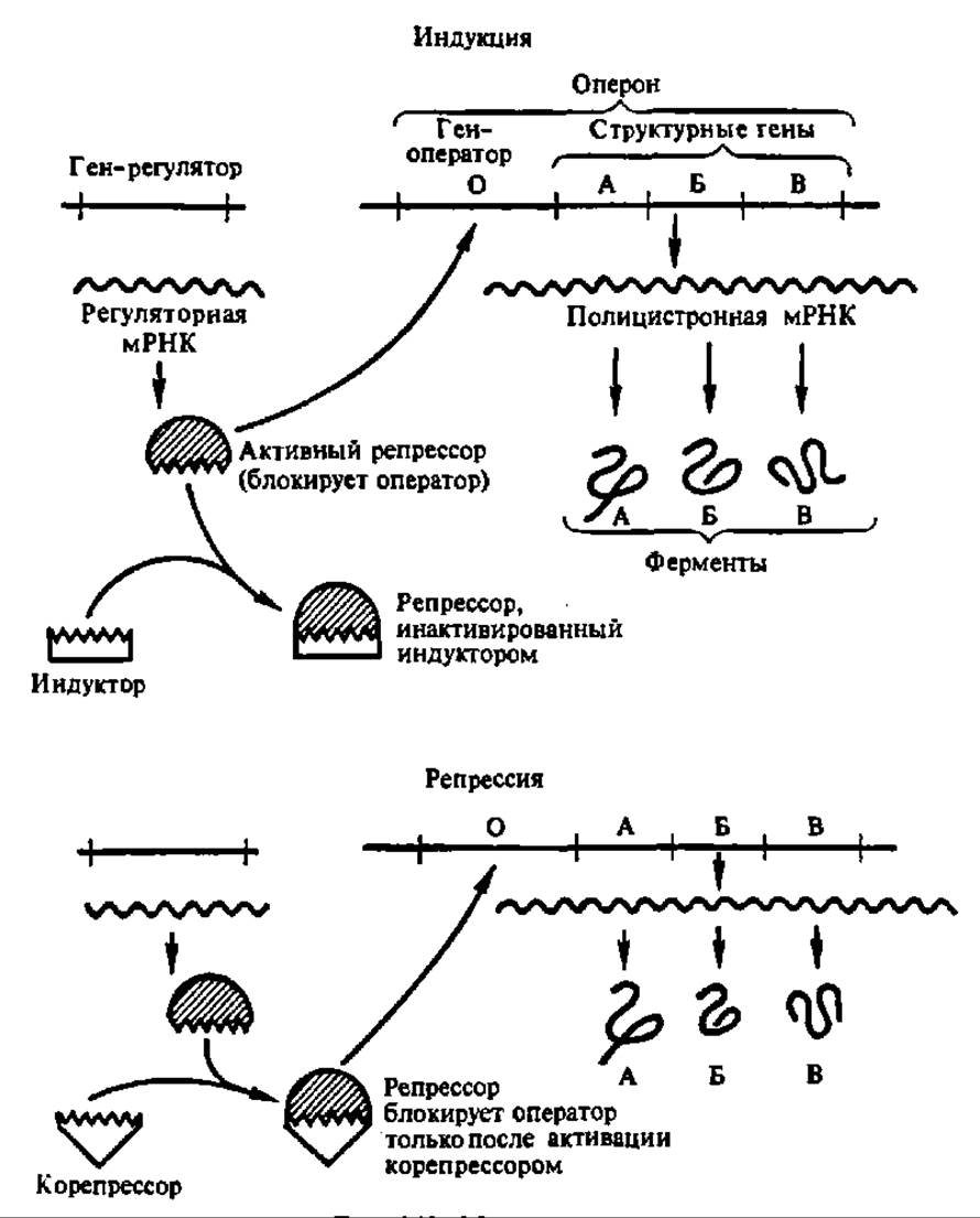 Схема регуляции биосинтеза белка по типу индукции и по типу репрессии
