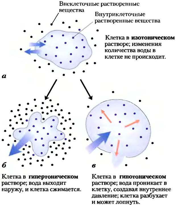 Схема расположения молекул эмульгатора на капельке дисперсной фазы в эмульсиях м в и в м