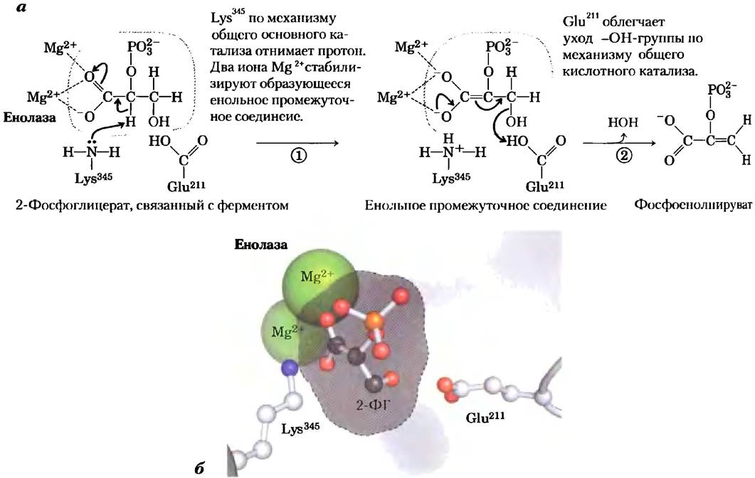 Лизоцим механизм действия. Механизм ферментативной реакции биохимия. Строение ферментов биохимия. Общая схема ферментативных реакций биохимия. Механизмы катализа ферментов.