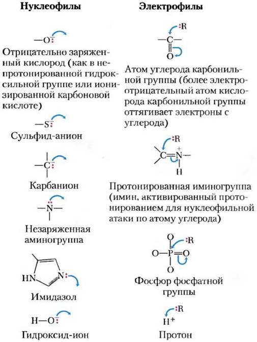 Заполните пропуски в схемах биохимических реакций с участием воды