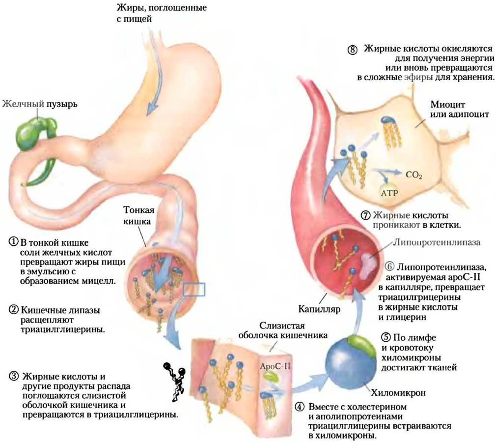 Расщепление пищи. Всасывание жирных кислот в кишечнике. Транспорт жиров к внутренним органам. Транспорт жиров от тонкого кишечника. На что расщепляется жир в организме человека.