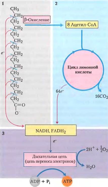 Схема катаболизма жиров