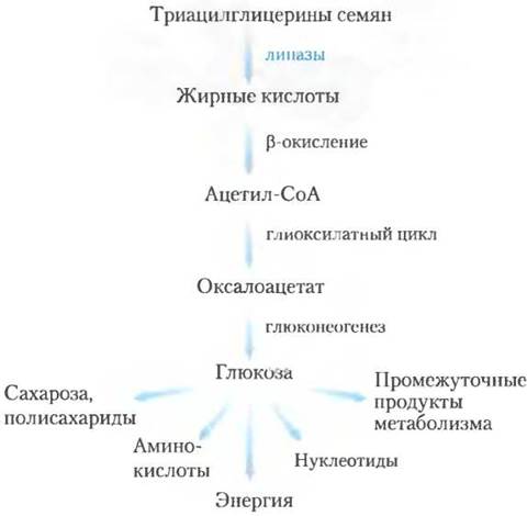 Технологическая схема производства высших жирных кислот окислением парафина