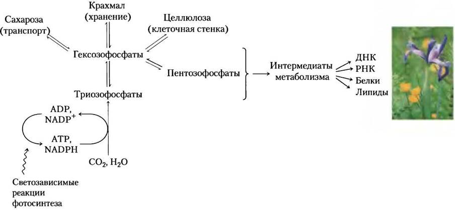 По какой схеме был осуществлен первый искусственный синтез углеводов