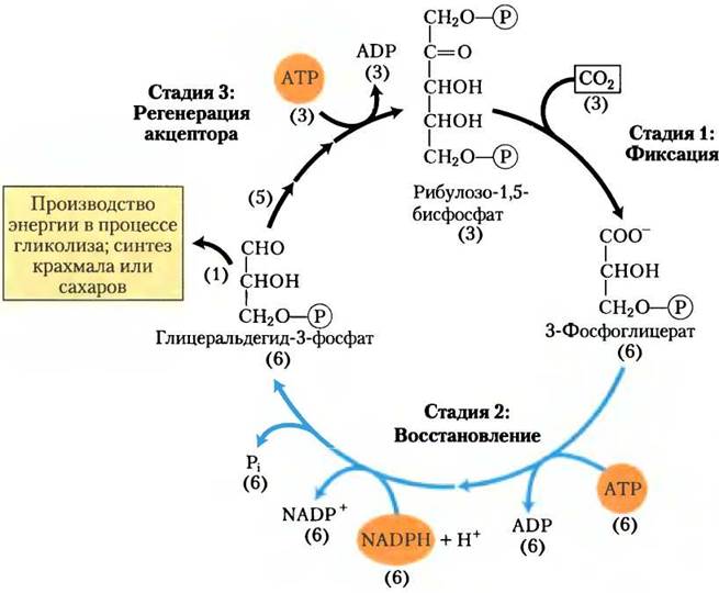 Фазы фотосинтеза схема