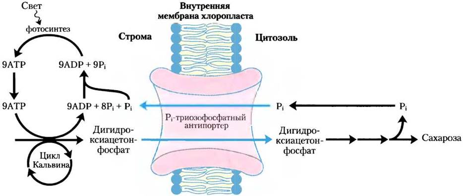 Синтез крахмала