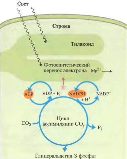 Фазы фотосинтеза рисунок