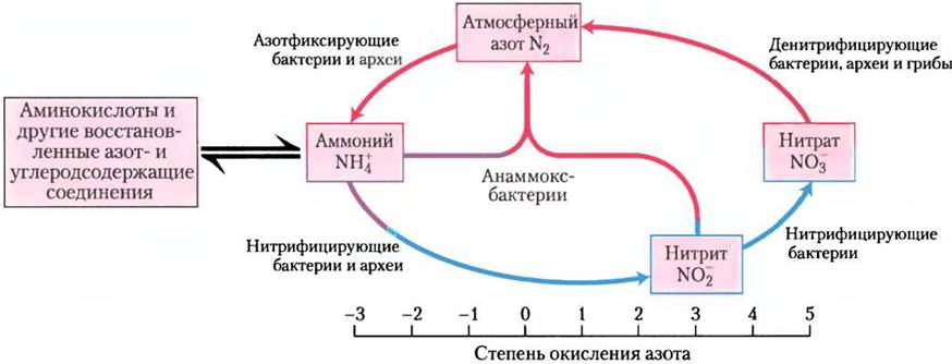 Превращение микроорганизмами соединений азота схема. Схема фиксации азота. Обменные процессы азота. Биотрансформация азота.