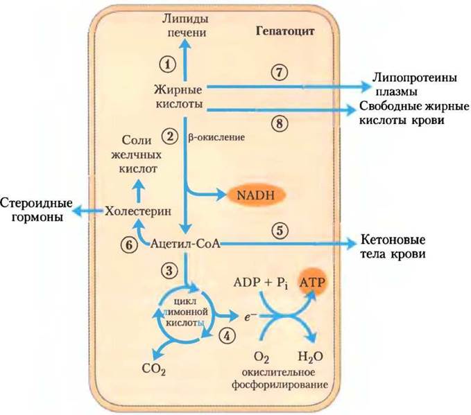 Схема синтеза жирных кислот в печени