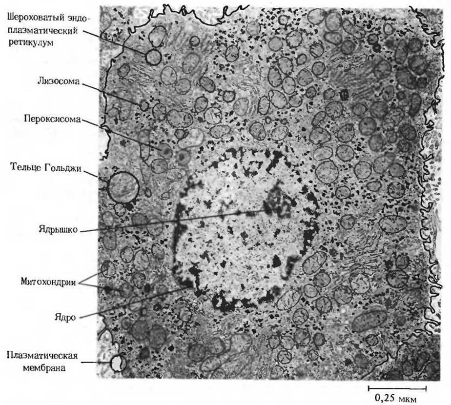 Общий план строения эукариотической клетки гистология