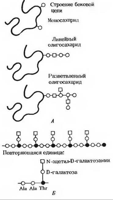 Структурная единица белка это