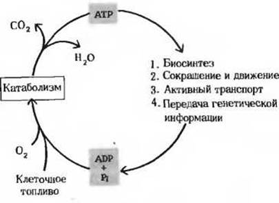 Цикл атф адф. Схема цикла АТФ АДФ. Цикл АТФ-АДФ биохимия. Высокоэнергетические фосфаты. Цикл АТФ-АДФ.. Охарактеризуйте цикл АДФ-АТФ.