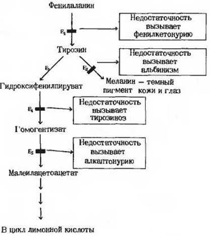 Схема основные этапы метаболизма аммиака в организме