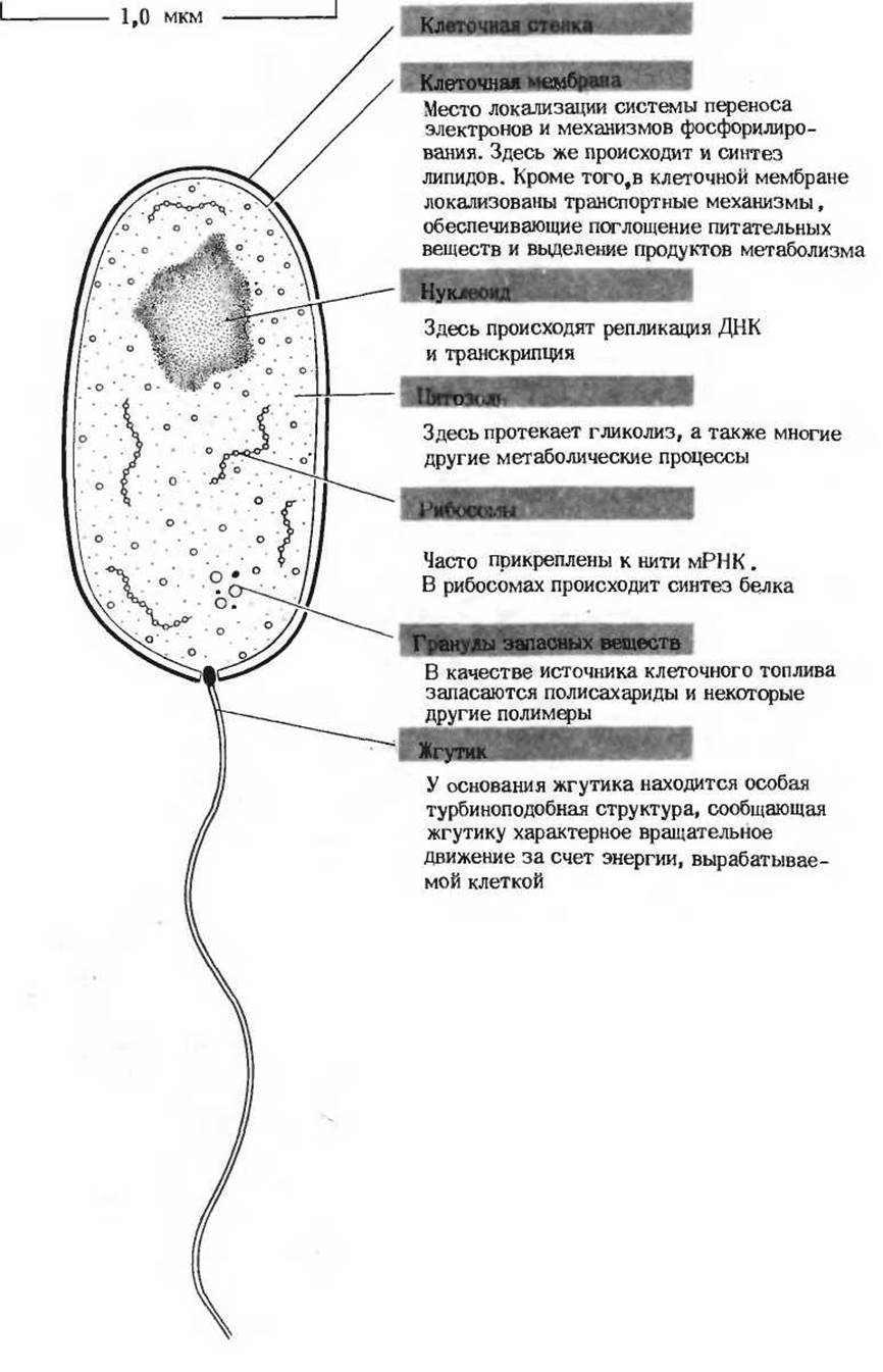 Апикальные участки клеток.