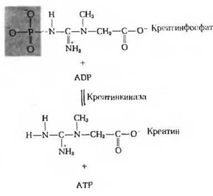 Мышечный креатинфосфат. Креатинфосфат и АТФ. Гидролиз креатинфосфата. Креатинфосфат цикл. Высокоэнергетическая фосфатная связь.