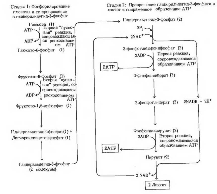 Схема катаболизма гликозаминогликанов