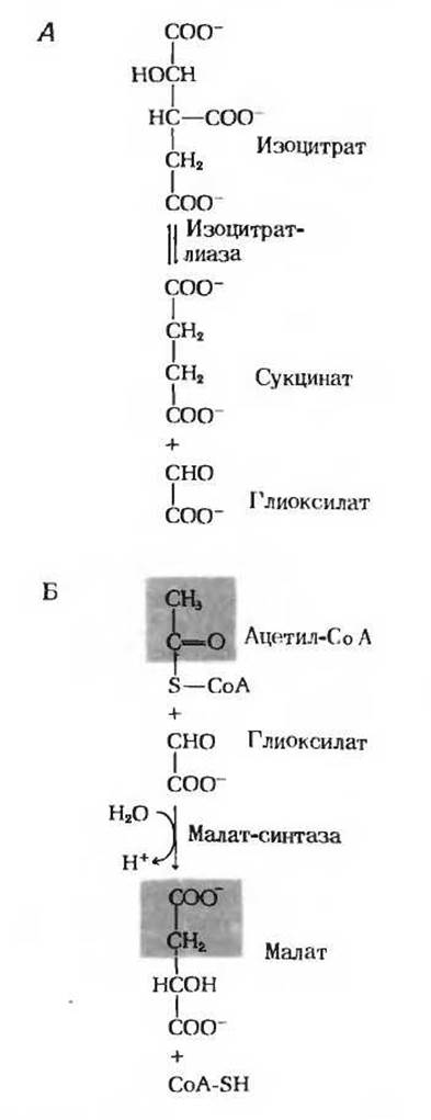 Общая схема глюконеогенеза из аминокислот глицерина и молочной кислоты