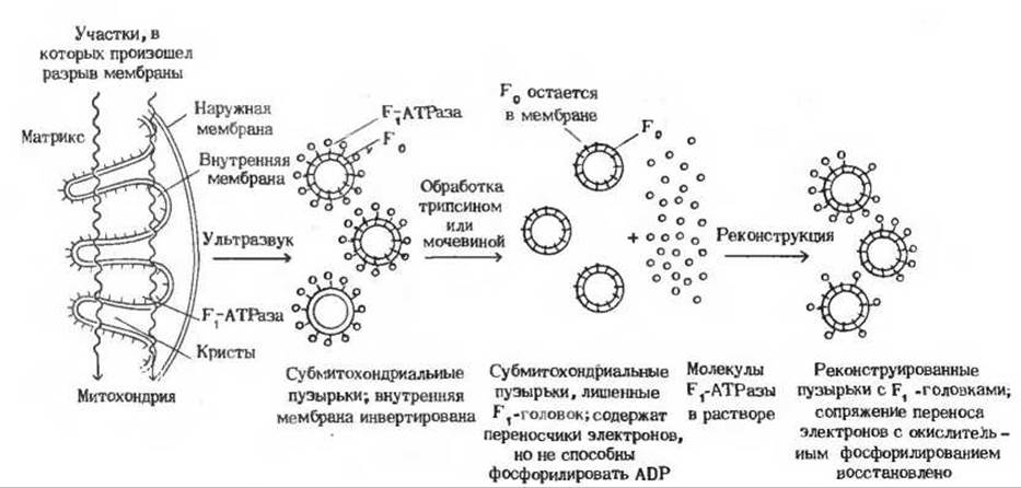 Каким номером на рисунке обозначен органоид который участвует в окислительном фосфорилировании