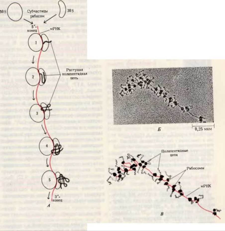 Синтез полипептидной цепи в рибосомах. Образование полипептидной цепи. Процессинг и транспорт полипептидных цепей биохимия. Нативная конформация полипептидной цепи это. Ко-Трансляционное сворачивание белка.