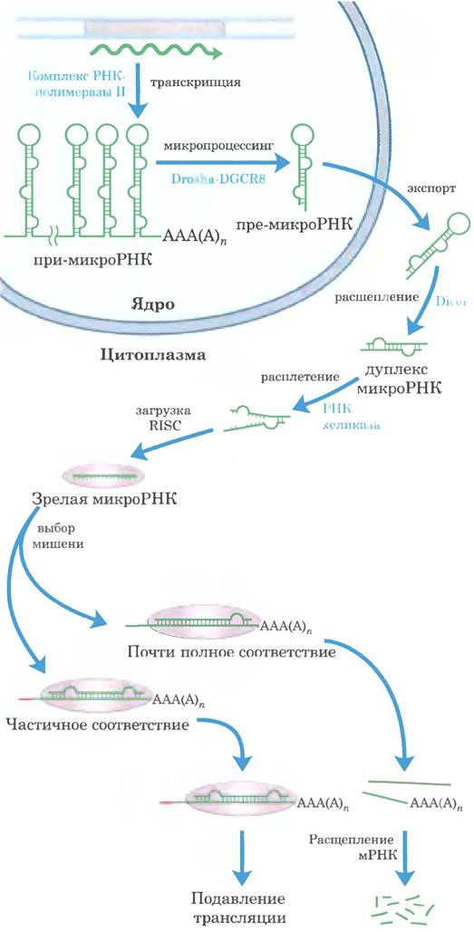 Каталитическая рнк. Процессинг МИКРОРНК. Процессинг РНК биохимия. Метаболизм РНК. Процессинг биология.