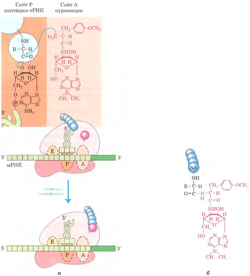 Схема синтеза белка в рибосоме. Пептидил. Опорный конспект по биосинтезу белка. Модель биосинтеза белка своими руками. Синтез белка в бактериальной клетке