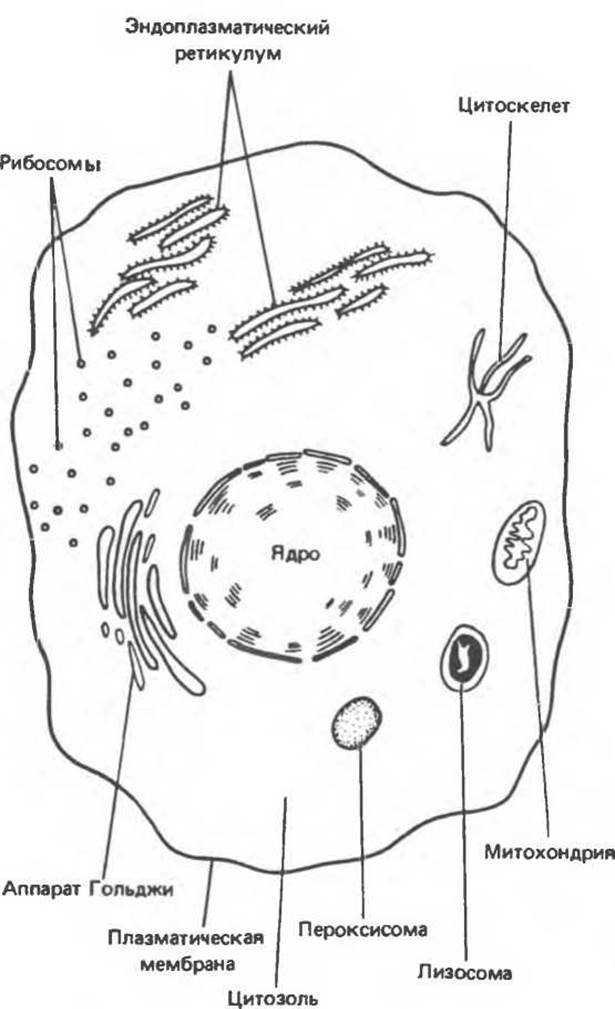 Схематичный рисунок животной клетки