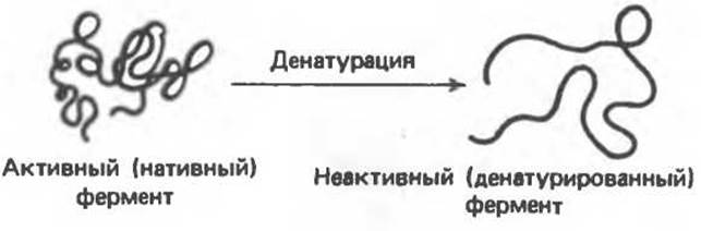 Денатурация белка картинка