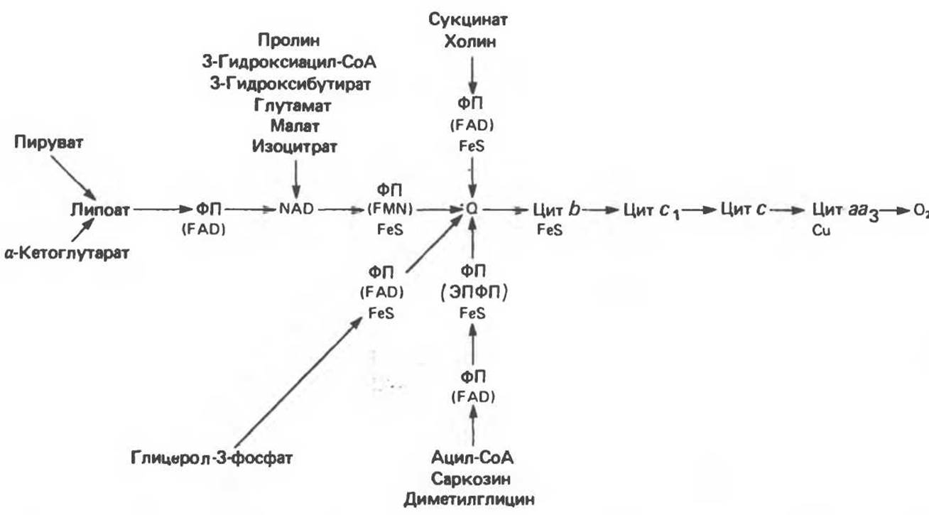 Энергетический обмен в митохондриях рисунок