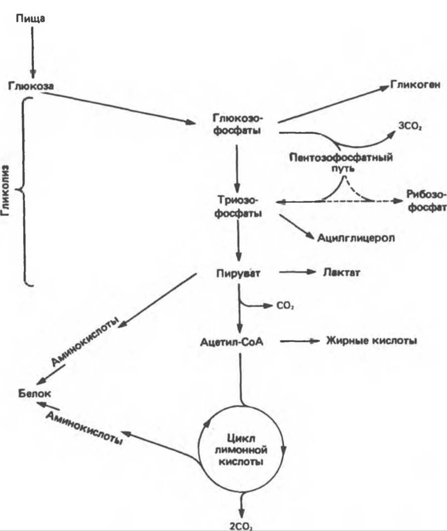 Общая схема метаболизма углеводов