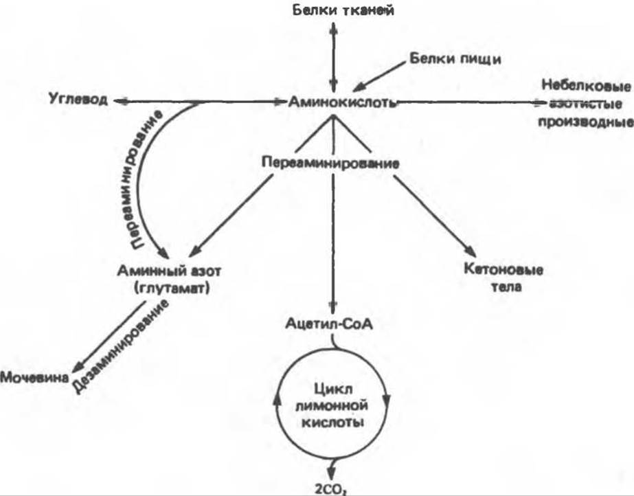 Общая схема метаболизма
