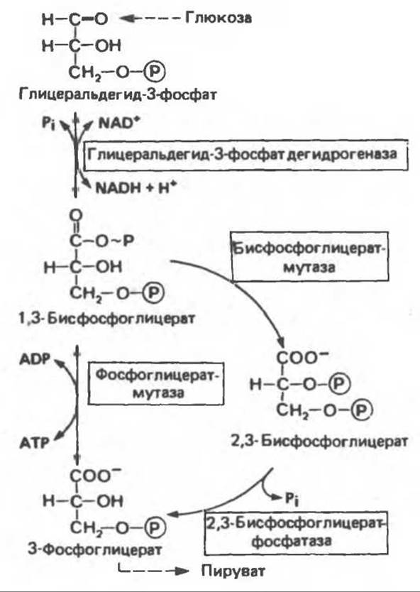 Расщепление глюкозы. Глицеральдегид 3 фосфат в пируват. Глюкоза-2 глицеральдегид 3 фосфат. Превращение глицеральдегид-3-фосфата в пируват. Схема глицеральдегид-3-фосфата.