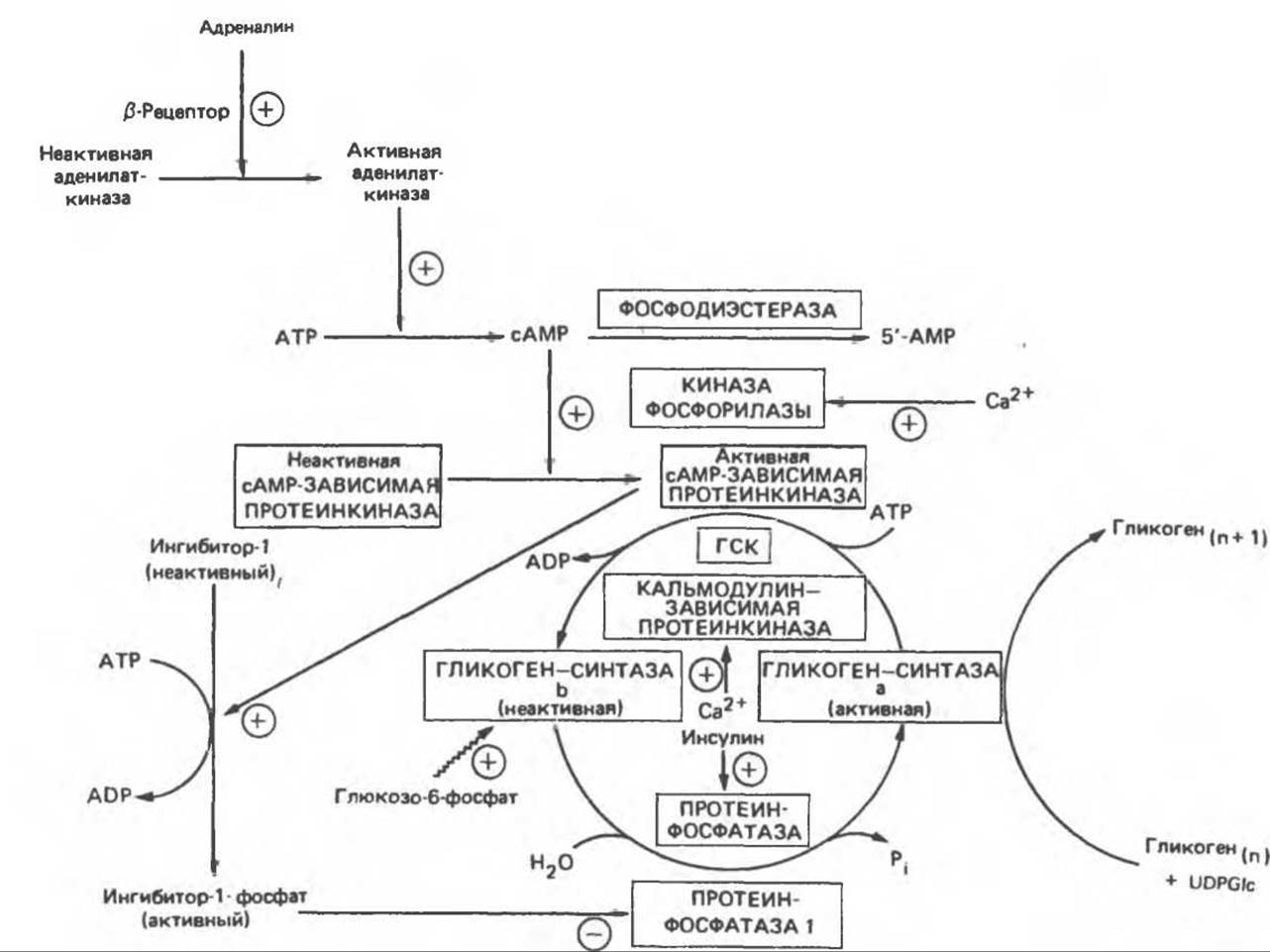 Биохимия в схемах. Схема гликогенолиза биохимия. Гликогенолиз биохимия схема. Схема регуляции активности гликогенсинтазы. Схема метаболизма биохимия.
