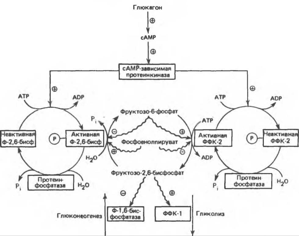 Схема регуляции гликолиза и глюконеогенеза