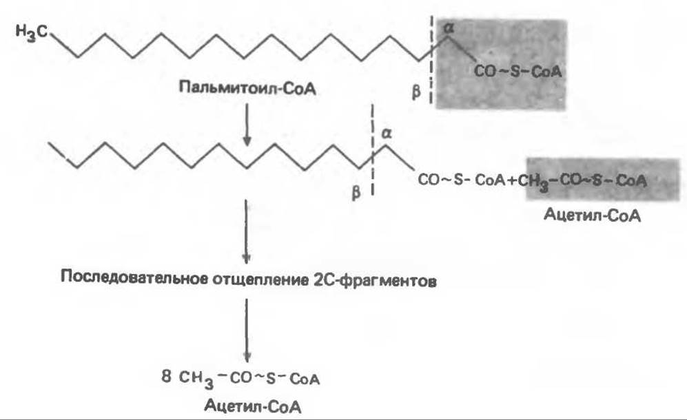 Окисление липидов и углеводов