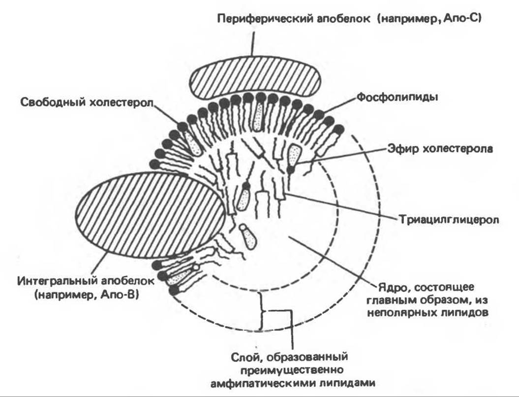 Схема строения липопротеинов