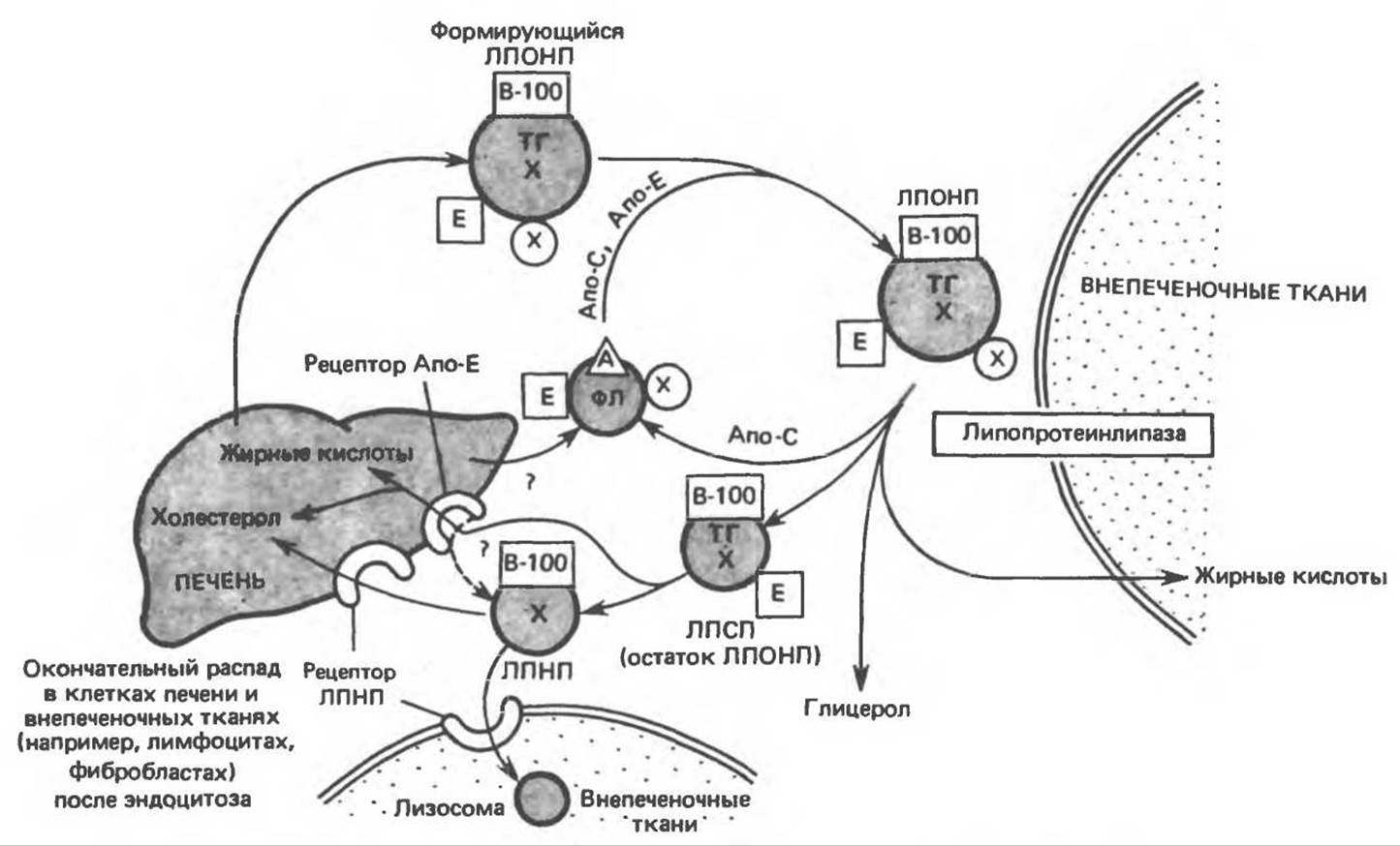 Лпонп в биохимическом. Метаболизм липопротеинов низкой плотности. Хм ЛПОНП ЛППП ЛПНП ЛПВП. Синтез липопротеинов в печени. Метаболизм ЛПОНП биохимия.