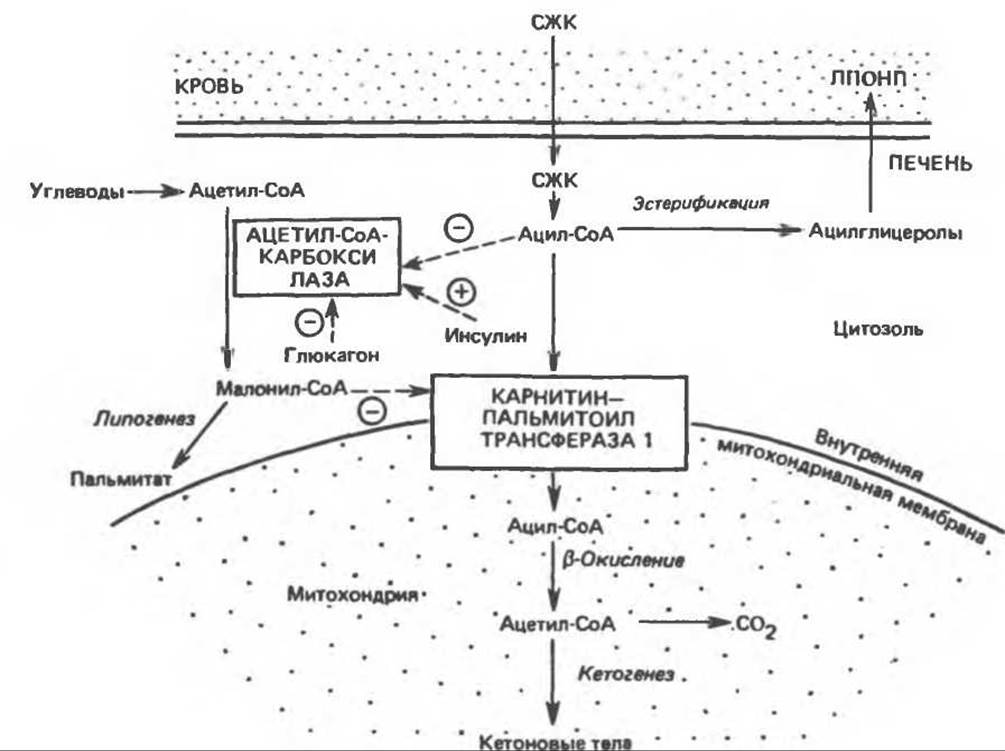Источник энергии липидов. СЖК. Гормональная регуляция бета окисления жирных кислот. Кетогенез регуляция. Окисление кетогенеза.