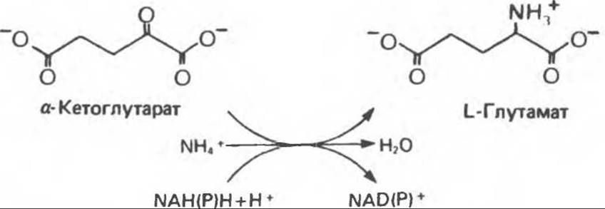 Кетоглутарат. Глутамат в Альфа кетоглутарат. Альфа кетоглутарат формула. Восстановительное аминирование кетоглутарата. Восстановительное аминирование глутамата.