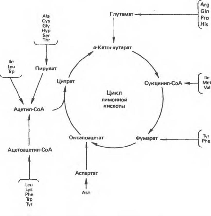 Кетогенные аминокислоты. Пути вхождения углеродных скелетов аминокислот в цикле Кребса. Схема превращений глутамата. Схему превращения углеродного скелета. Схема превращения углеродного скелета ряда аминокислот.